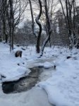 Schaecherbach_Winter_00016